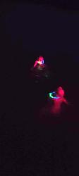 Disco